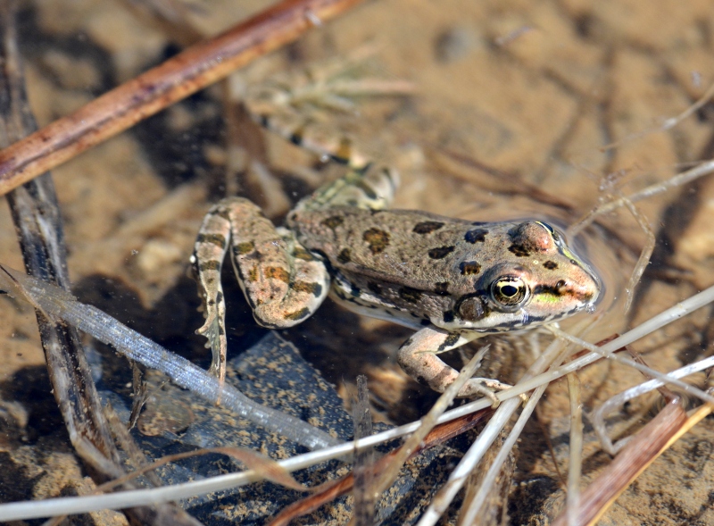 Rana da Id. - Pelophylax sp. Pag (Dalmazia)